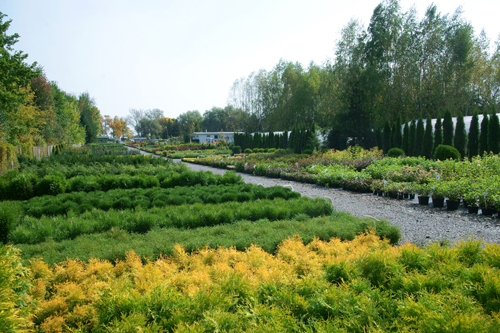 sierplanten coniferen loofbomen tuinheesters