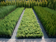 sierplanten coniferen loofbomen tuinheesters