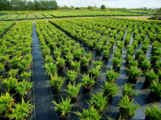 sierplanten coniferen loofbomen tuinheesters