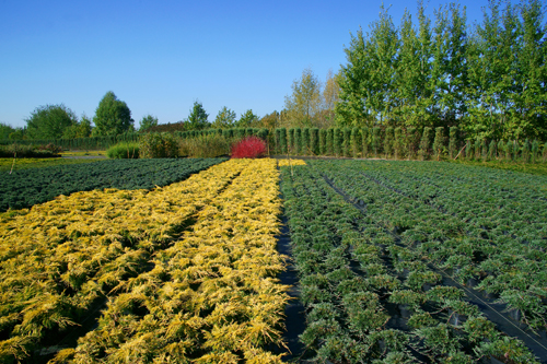 sierplanten coniferen loofbomen tuinheesters
