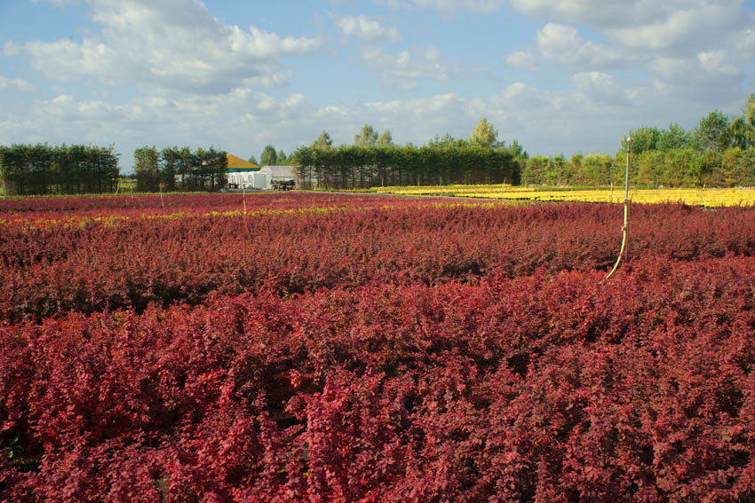 sierplanten coniferen loofbomen tuinheesters