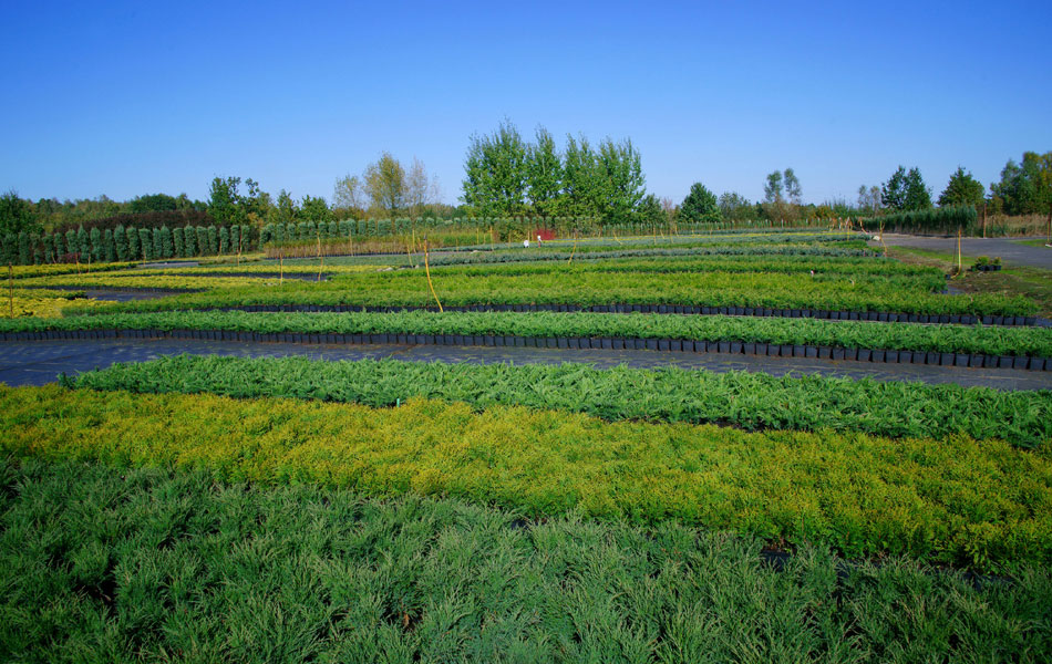 sierplanten coniferen loofbomen tuinheesters