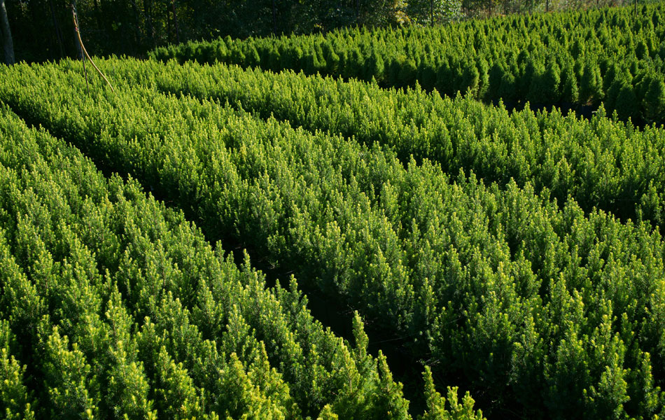 sierplanten coniferen loofbomen tuinheesters