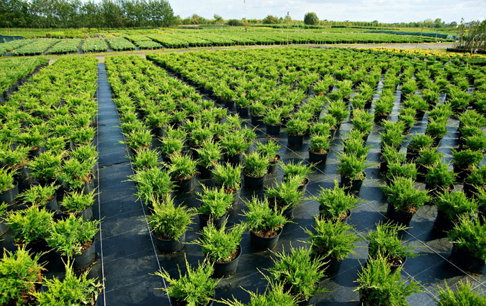 sierplanten coniferen loofbomen tuinheesters