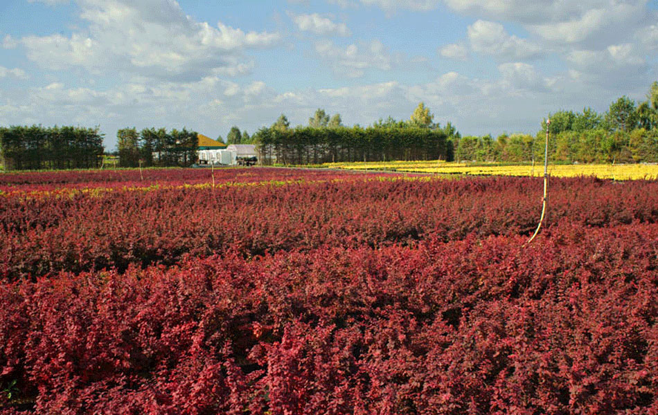 sierplanten coniferen loofbomen tuinheesters