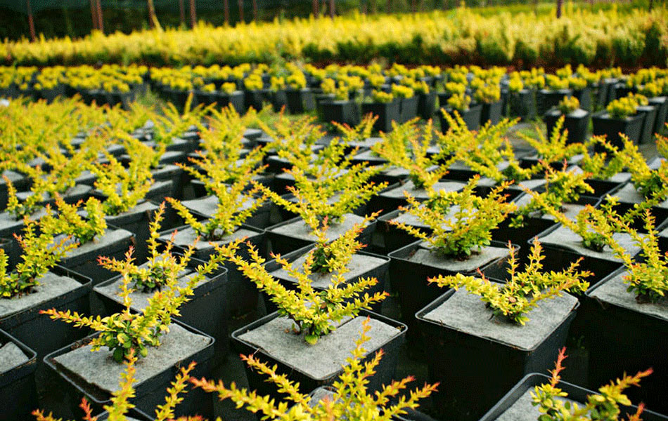 sierplanten coniferen loofbomen tuinheesters