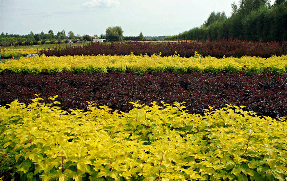 sierplanten coniferen loofbomen tuinheesters
