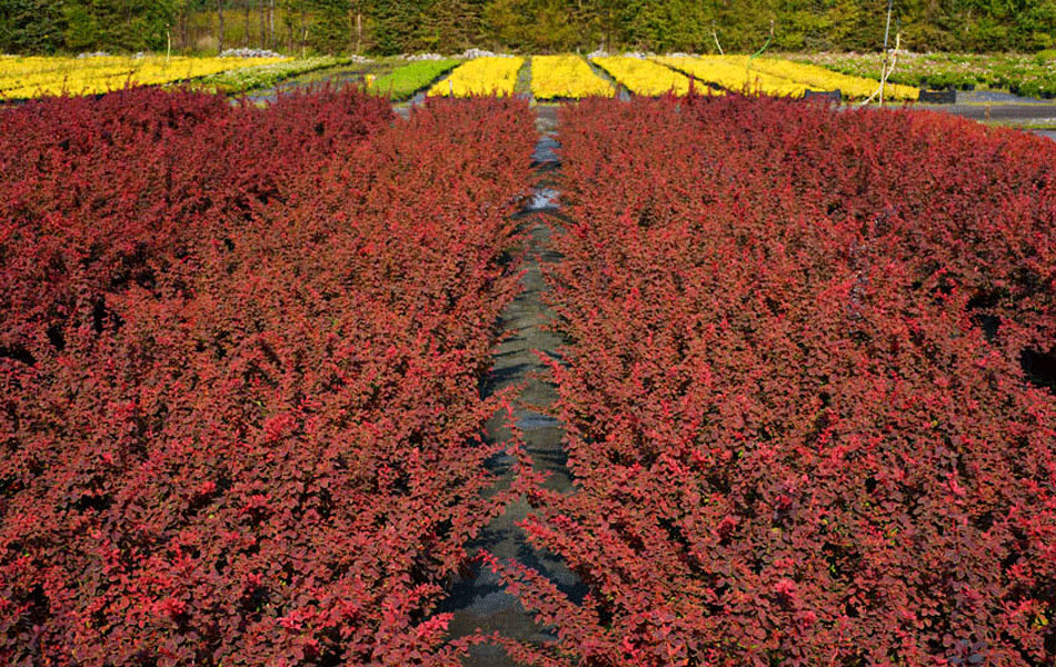 sierplanten coniferen loofbomen tuinheesters