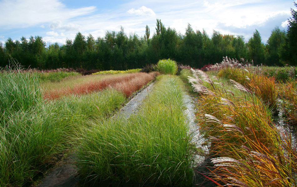 sierplanten coniferen loofbomen tuinheesters