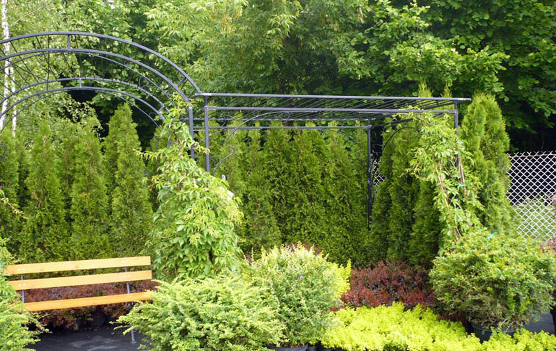 sierplanten coniferen loofbomen tuinheesters
