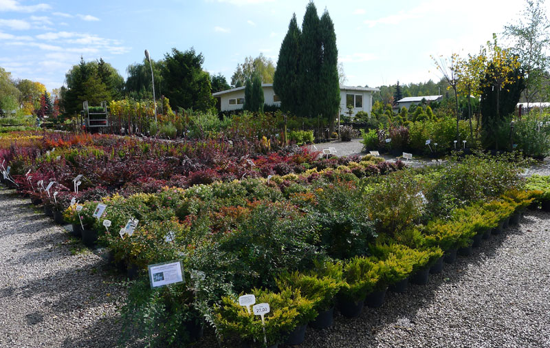 sierplanten coniferen loofbomen tuinheesters