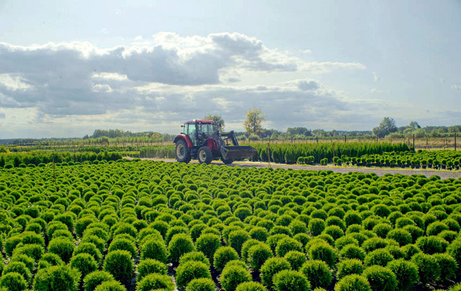 sierplanten coniferen loofbomen tuinheesters
